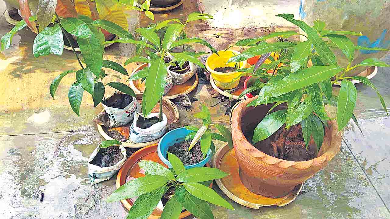 భూమిని బట్టే దిగుబడి