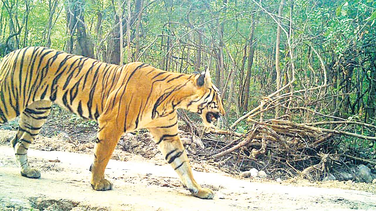పులులకు అడ్డాగా కాసిపేట