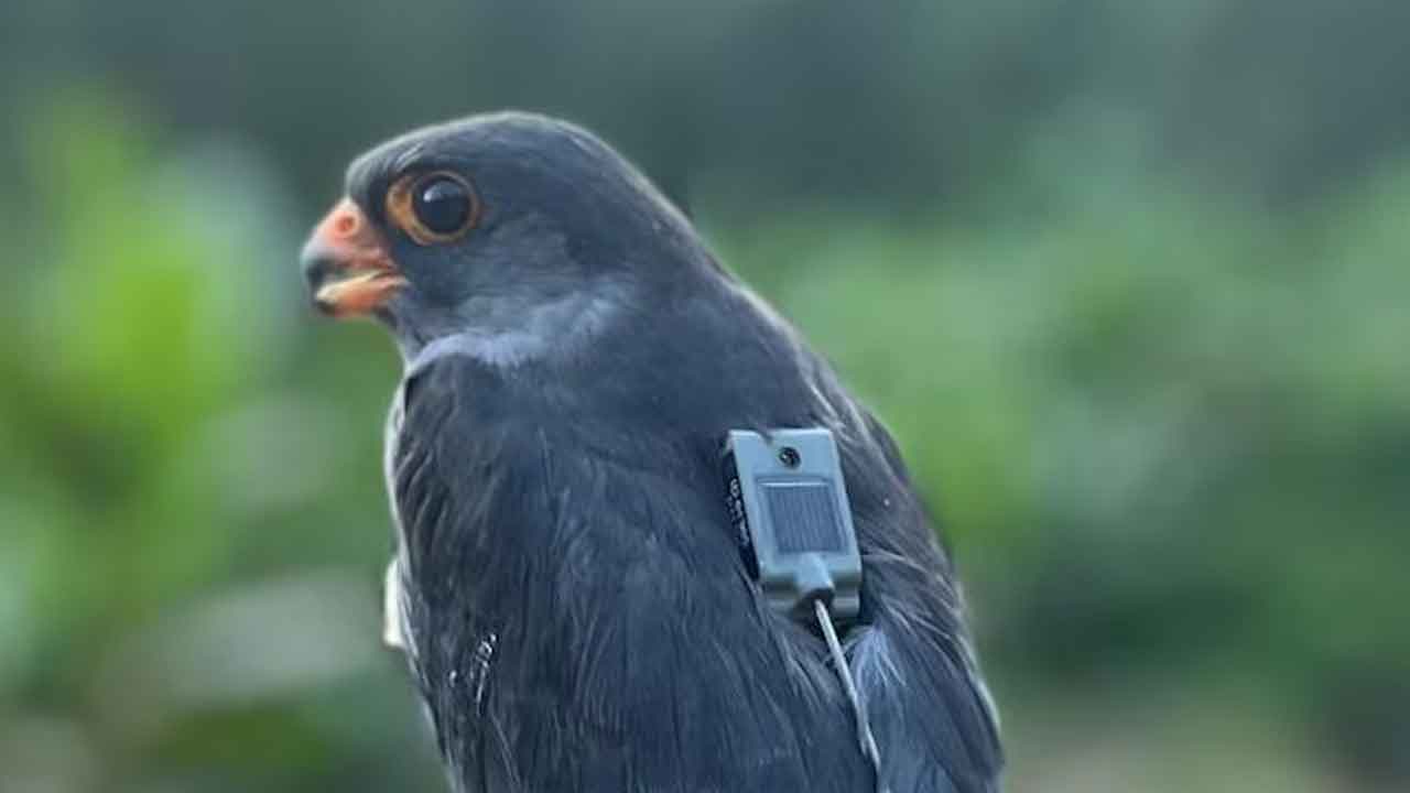 ఆగకుండా 5,000 కి.మీ. ప్రయాణించిన గద్దలు