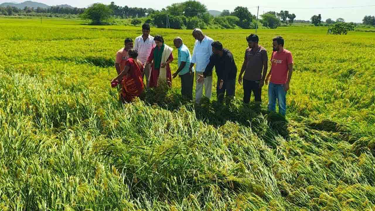 పంటలు నష్టపోయిన రైతులను ఆదుకోవాలి