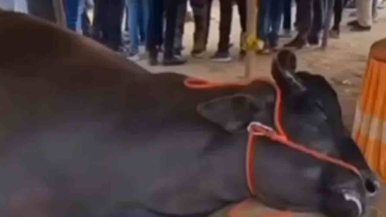Buffalo Worth Rs.21 Crore Dies | పశు ప్రదర్శనలో ఆకట్టుకున్న రూ.21 కోట్ల గేదె..   అనారోగ్యంతో మృతి