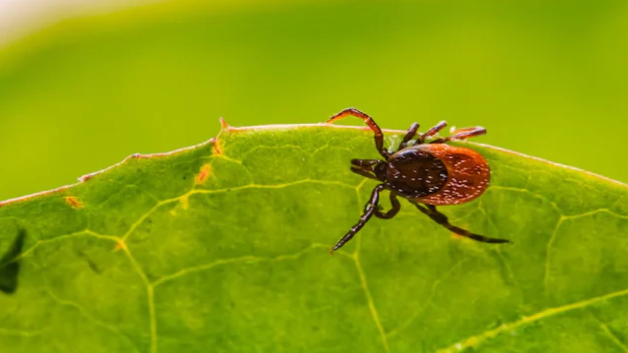 Man died | బ‌ర్గ‌ర్ తిని వ్య‌క్తి దుర్మ‌ర‌ణం.. అందులో ఏముందంటే..!