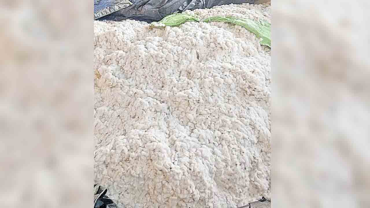 పత్తి రైతు చిత్తు..! తేమతో పత్తి కొనుగోలులో కొర్రీలు