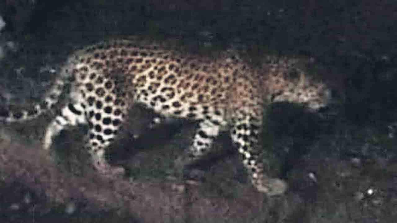 చిరుత సంచారం