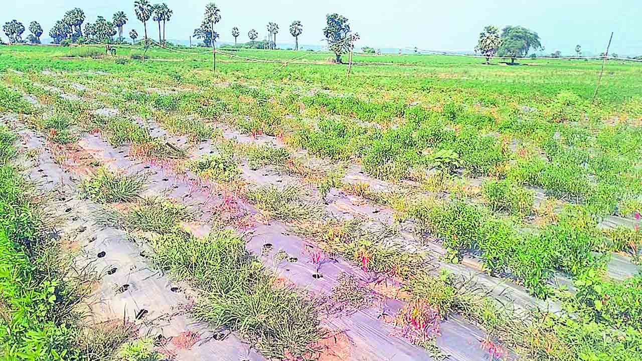 మిర్చికి తెగులు.. రైతుకు దిగులు