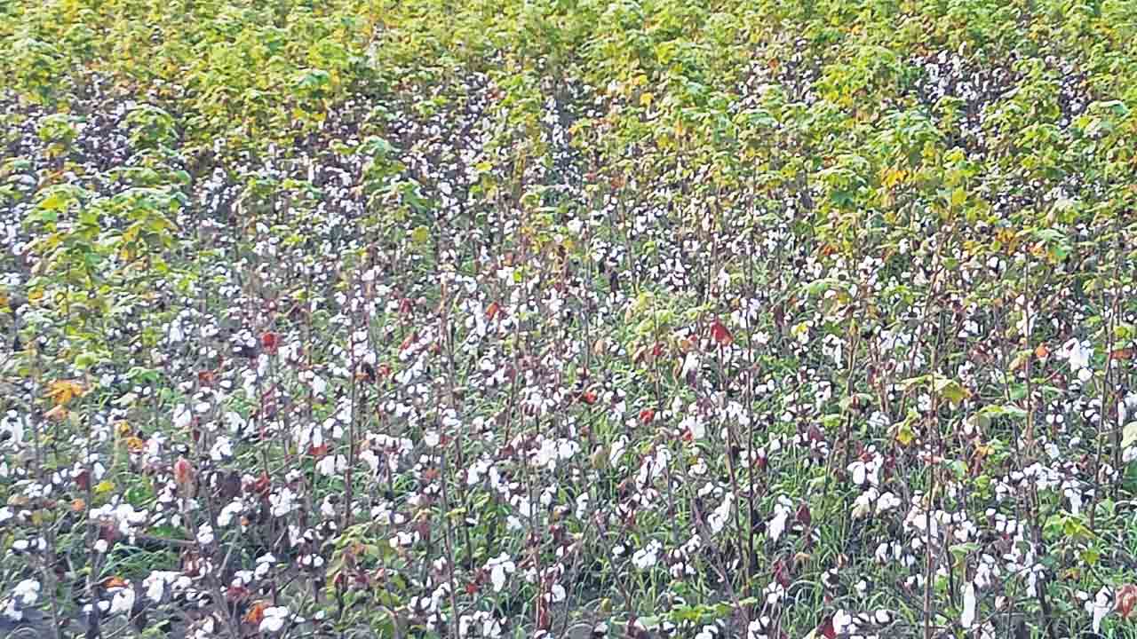 అపార నష్టం.. ఎడతెరిపి లేని వానలతో దెబ్బతిన్న పంటలు