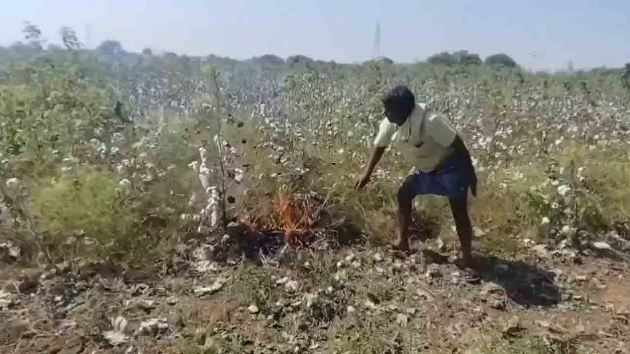 Nagar kurnool | గిట్టుబాటు ధర లేదని పత్తి పంటకు నిప్పంటించిన రైతు