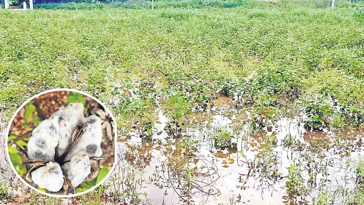 దూది రైతుకు దుఃఖం!