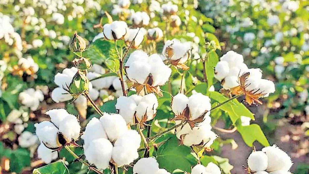 Cotton Crops