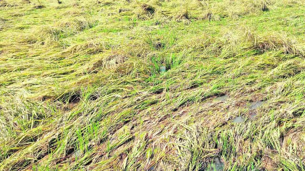 Crops Damage