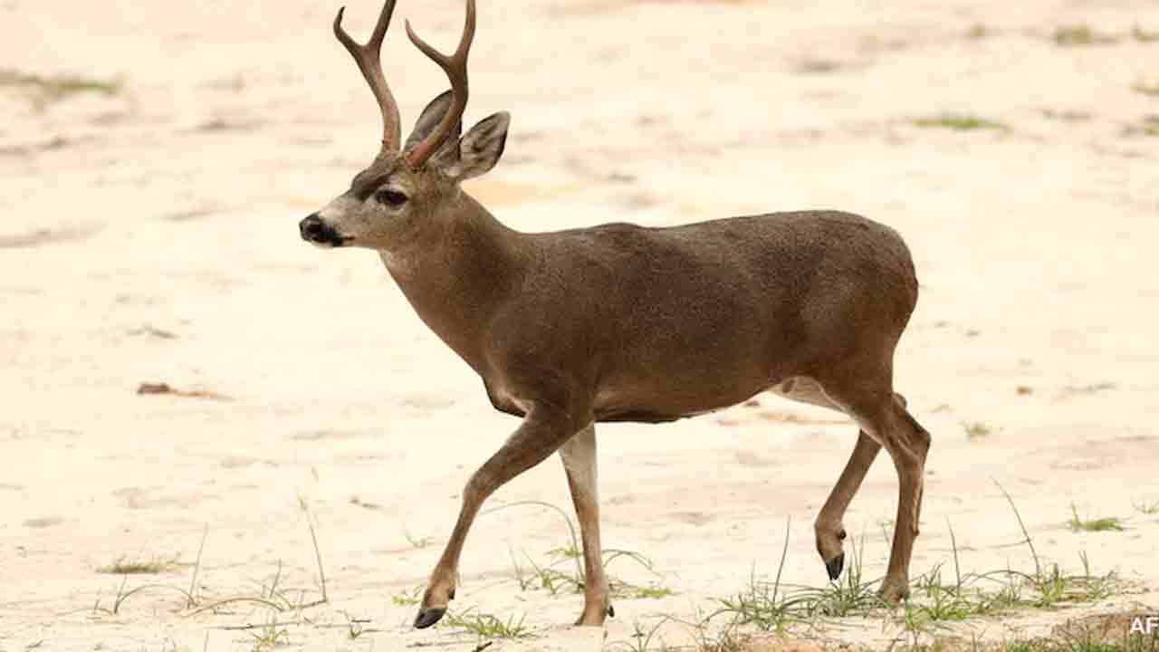 Deers killed | జూపార్కులో దారుణం.. 10 దుప్పులను కొరికి చంపేసిన వీధి కుక్కలు