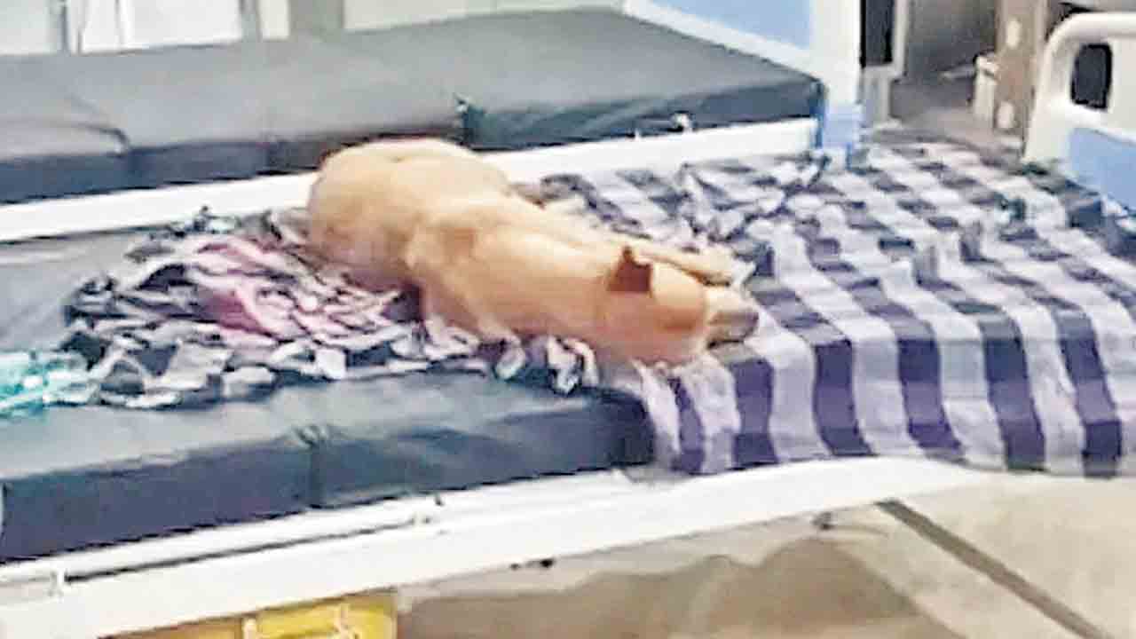 దవాఖాన పడకలపై శునకాల విశ్రాంతి!