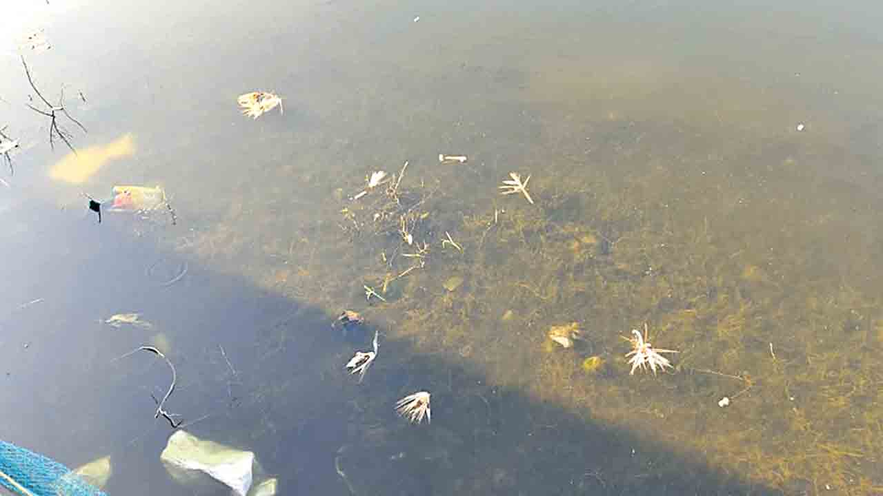 డంపింగ్‌యార్డుగా పెద్దచెరువు