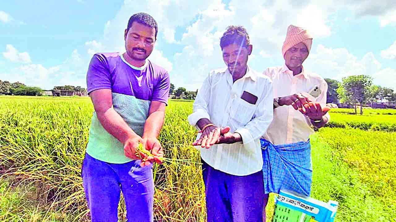 నకిలీ విత్తనాలతో పంట నష్టం