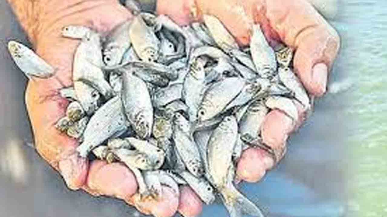 సగం చెరువులకూ చేరని చేపపిల్లలు