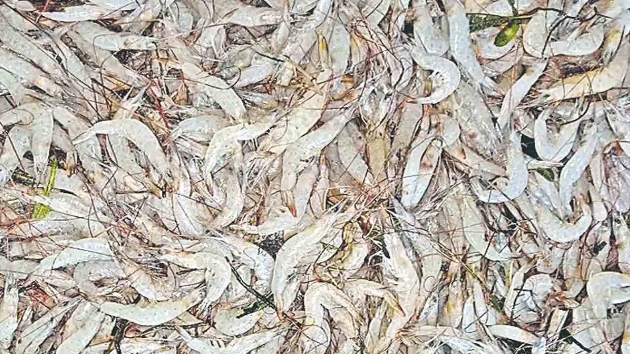 రొయ్యల ఫైనాన్స్‌ బిడ్లు మరింత ఆలస్యం!