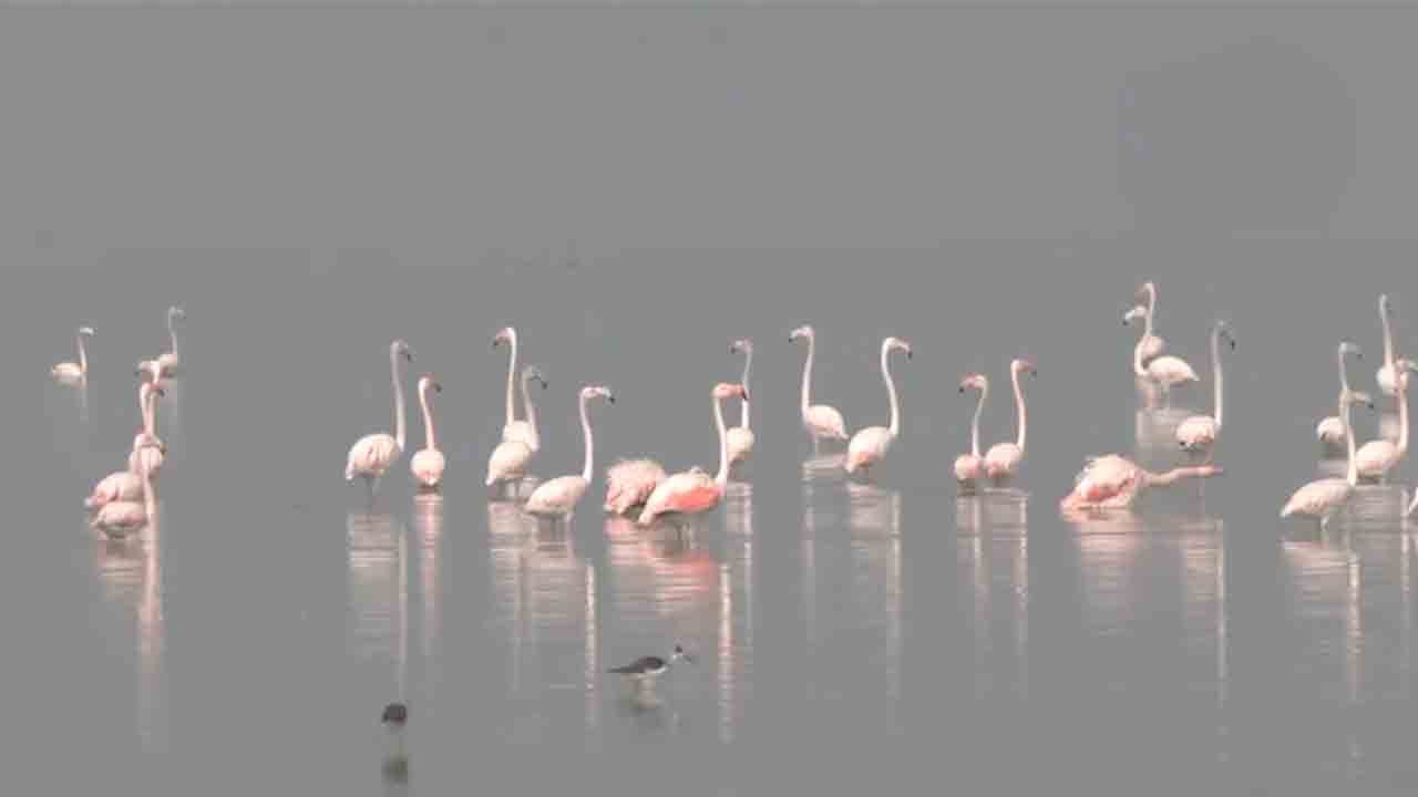 Flamingos | సాంభార్‌ సరస్సులో ఫ్లెమింగో పక్షుల సందడి.. Video