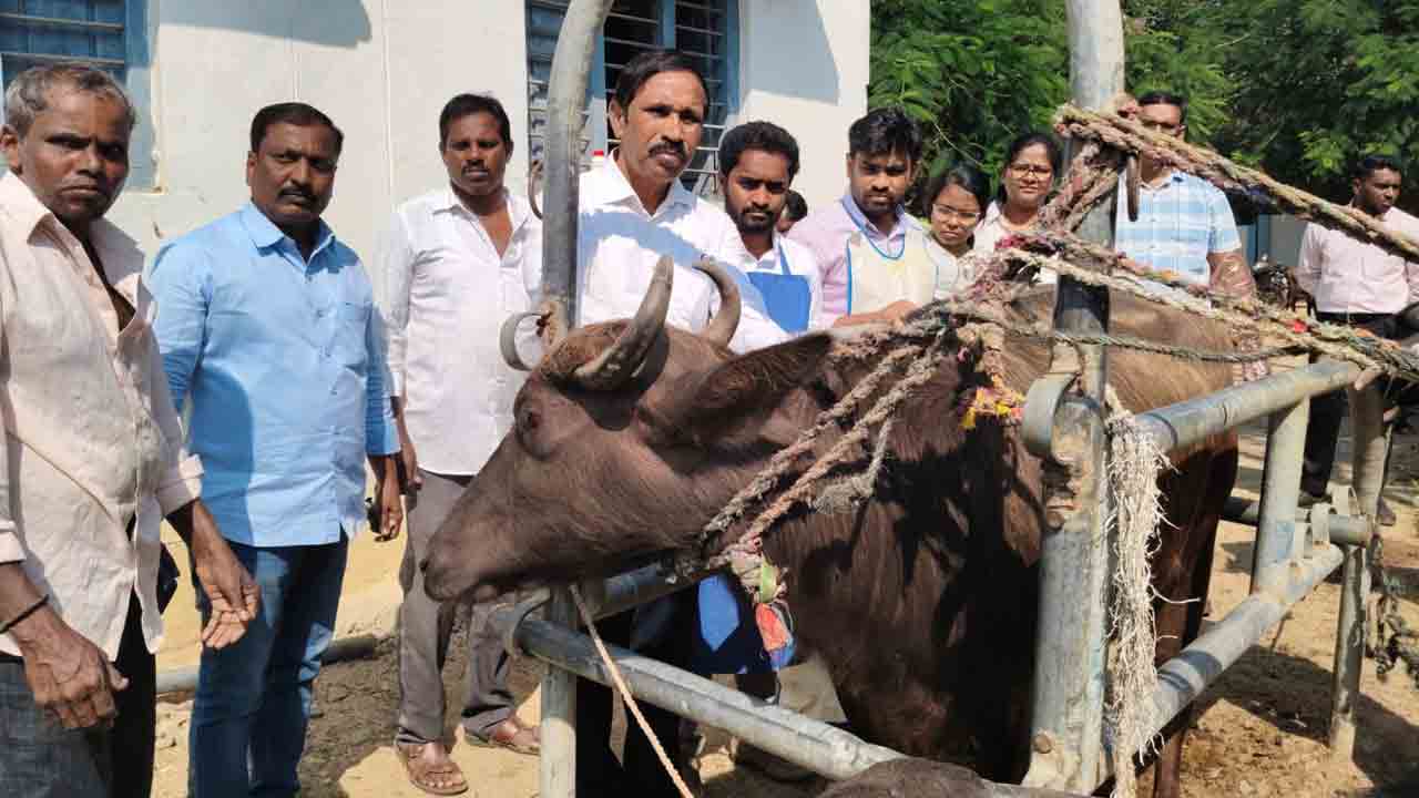 Galikuntu vaccination | పాడి పశువుల గాలికుంటు వ్యాధి నివారణకు ఉచిత టీకాలు : పశుసంవర్ధక శాఖ అధికారి డాక్టర్ ఎస్ వెంకటయ్య