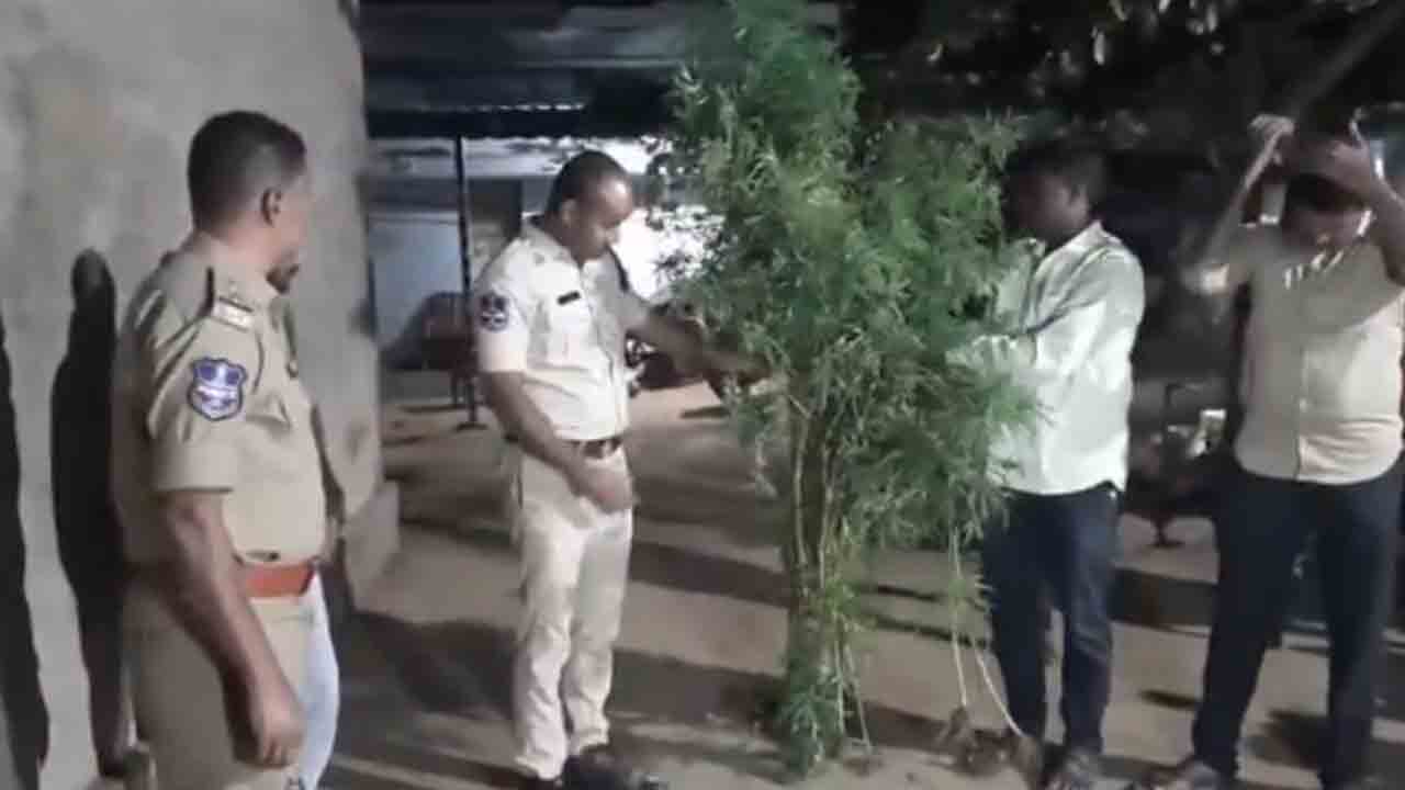 Cannabis Cultivate | ఇంట్లోనే గంజాయి సాగు.. పోలీసుల అదుపులో యువకుడు