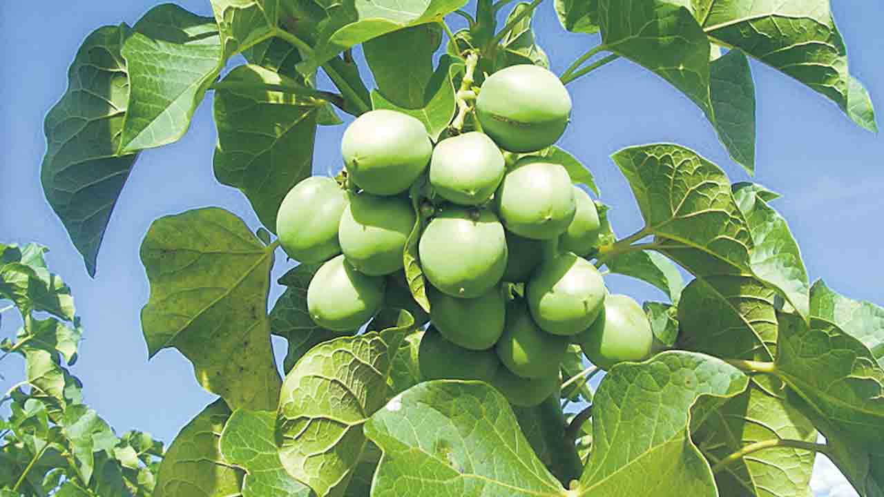 ఘనం.. పీవీ వనం