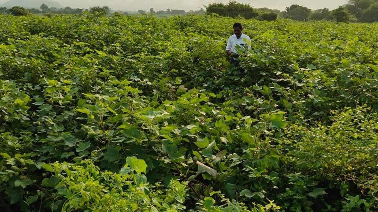 పత్తి రైతు పరేషాన్‌