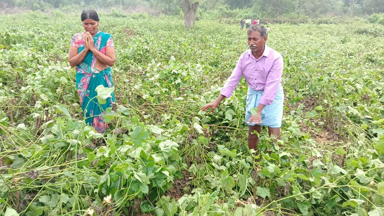 పత్తి పంటను ధ్వంసం చేసిన అటవీ అధికారులు