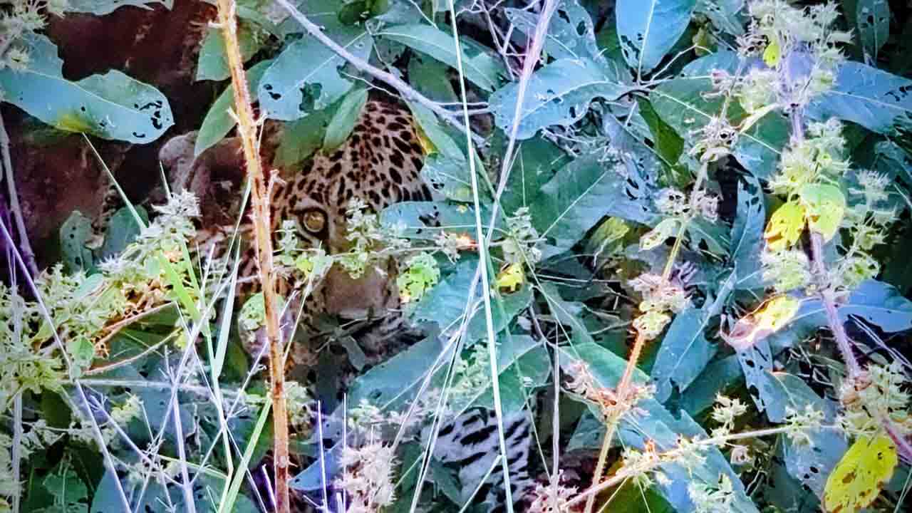 Leopard | పొదల్లో చిరుతపులి.. భయాందోళనలో గ్రామస్తులు
