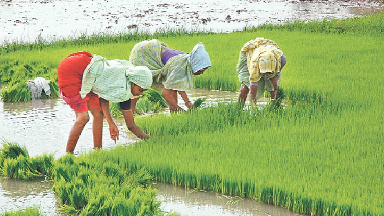 యాసంగిపైనే ఆశలు