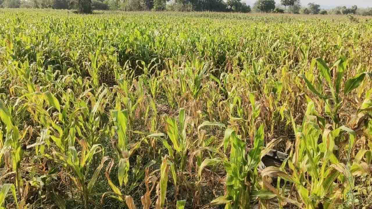 నో అగ్రిమెంట్‌… ఓన్లీ చీటింగ్‌