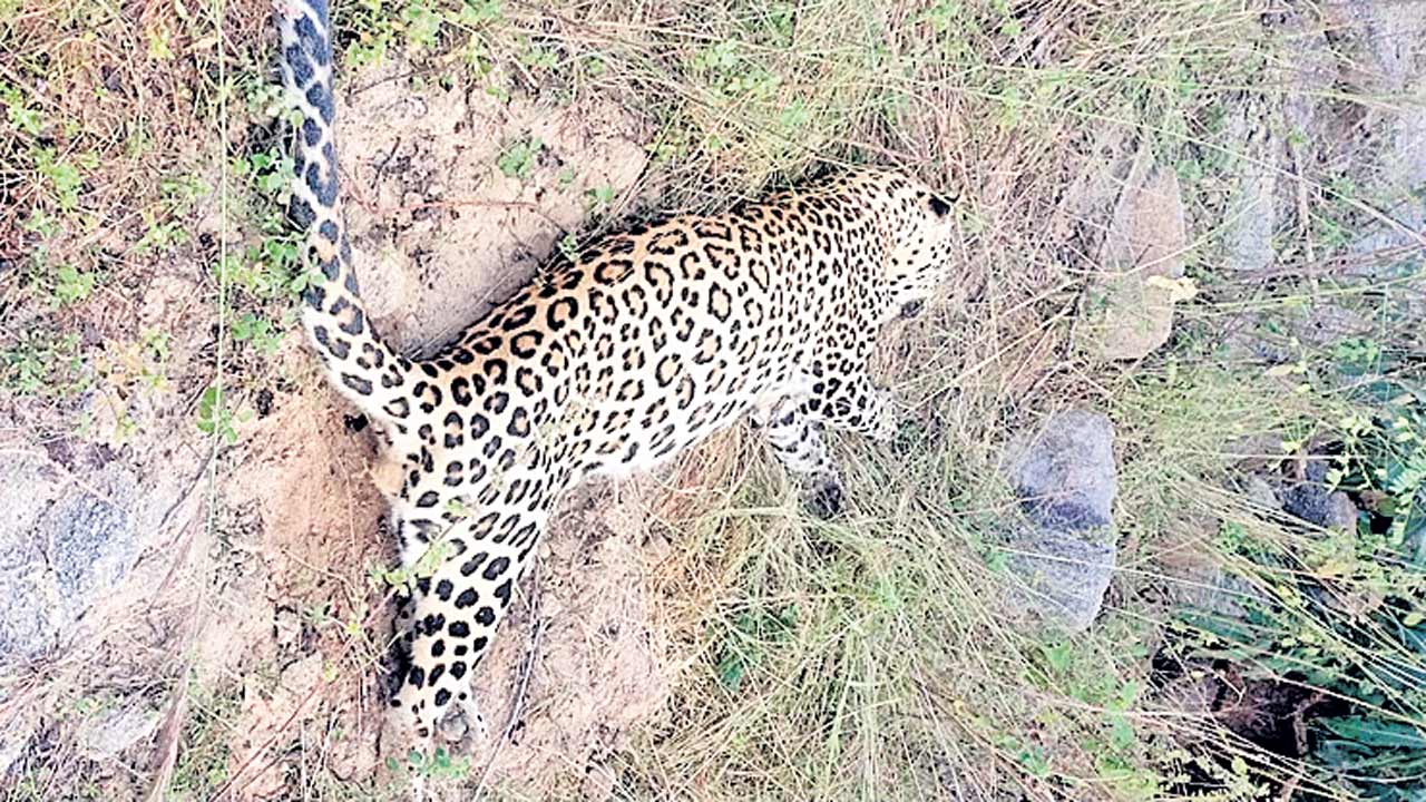 చిరుత మృతి