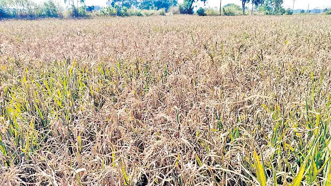 నకిలీ విత్తు.. రైతుకు విపత్తు!