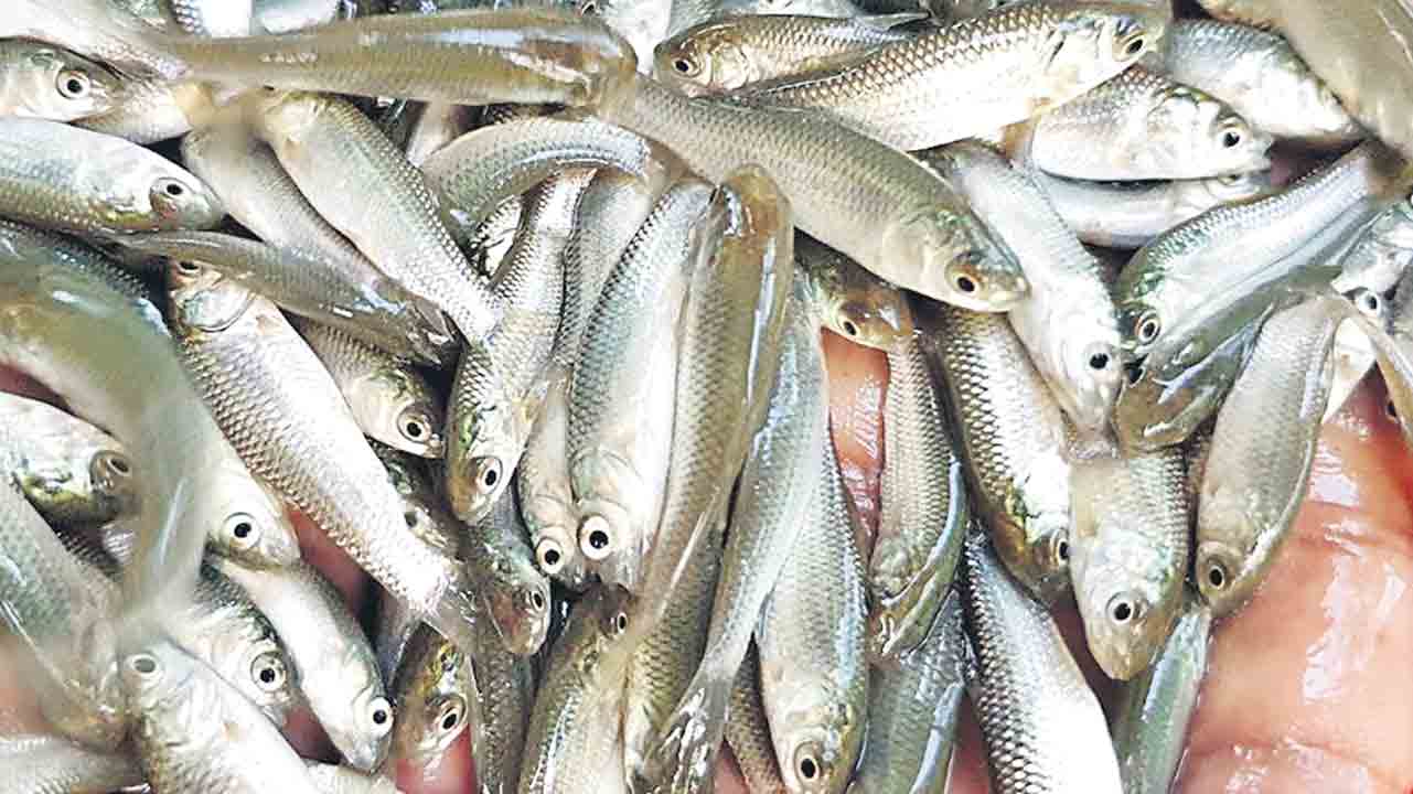 చేప విత్తనం పేరుతో లూటీ