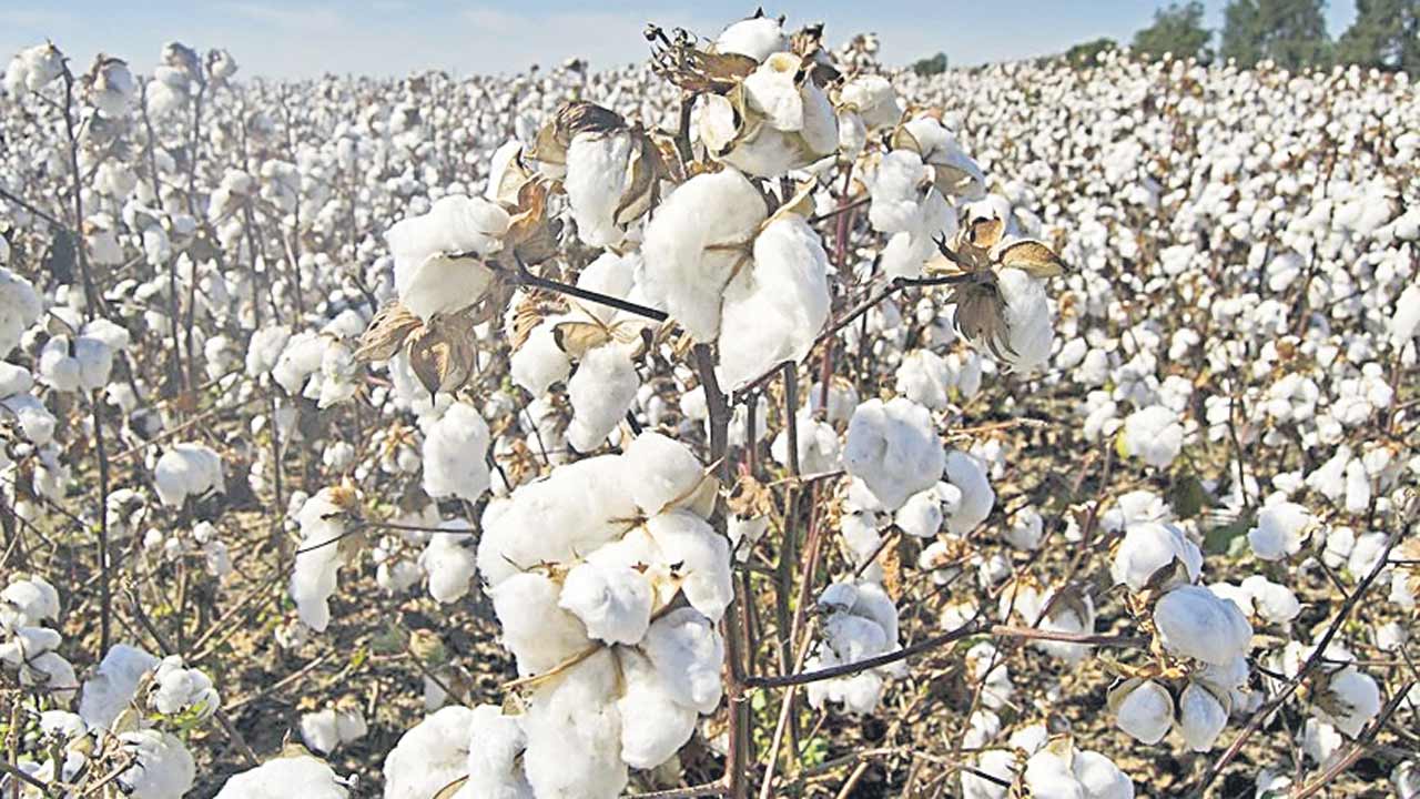 రైతు కష్టం.. తళారుల భోజ్యం