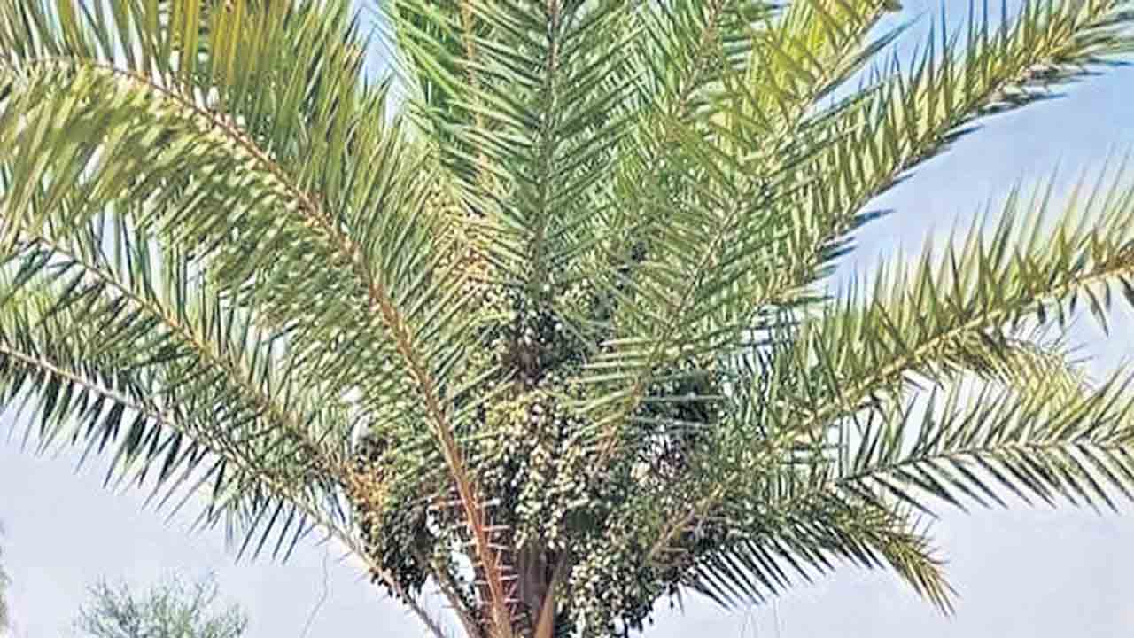 ఘనం.. పీవీ వనం