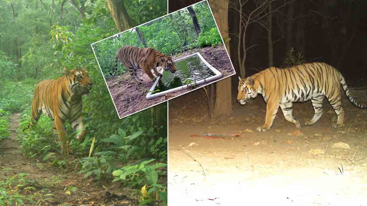 Royal Bengal Tiger | దాదాపు 30 ఏళ్ల తర్వాత.. గుజరాత్‌ అడవుల్లో రాయల్‌ బెంగాల్‌ టైగర్