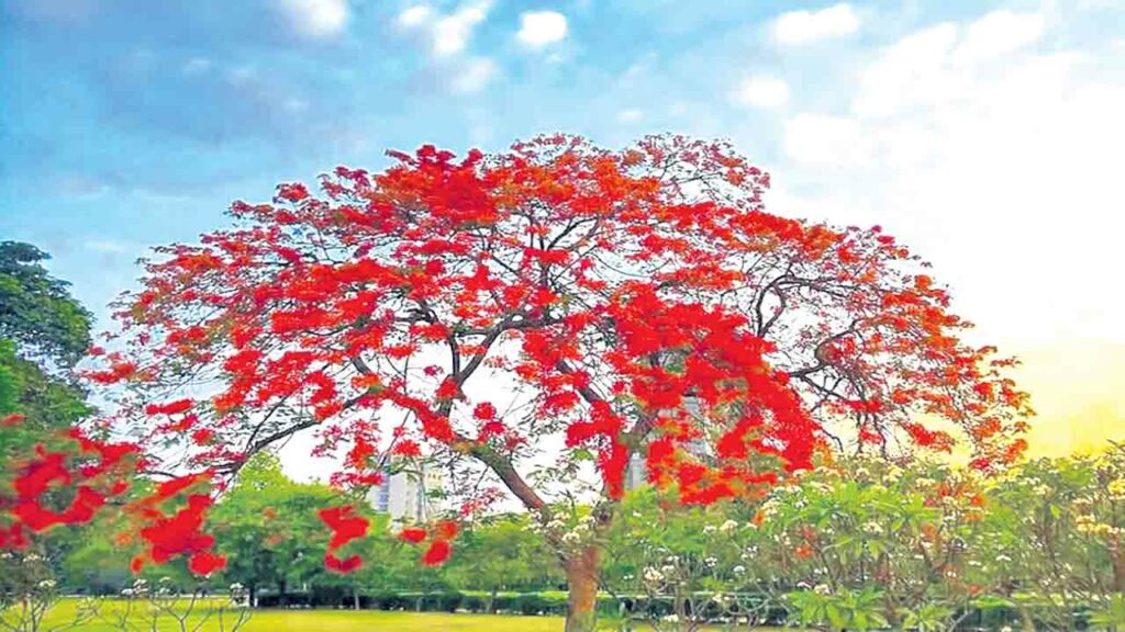 Royal Poinciana Plant