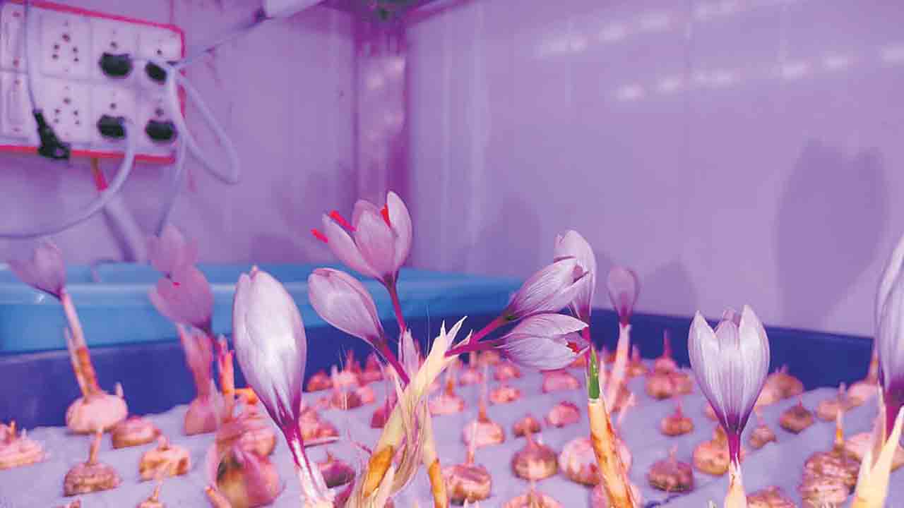 తెలంగాణలో కుంకుమపువ్వు సాగు సాధ్యం.. ఉద్యాన వర్సిటీ వీసీ దండ రాజిరెడ్డి