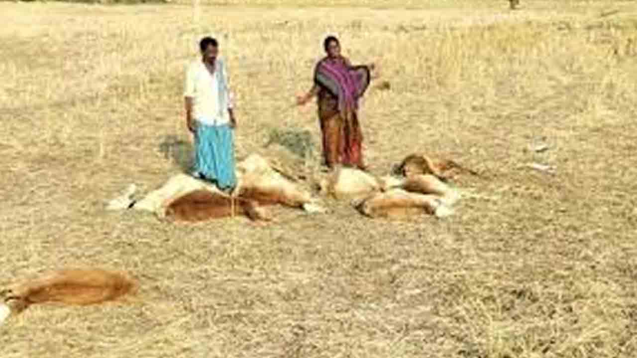 విషాహారం తిని గొర్రెలు మృతి