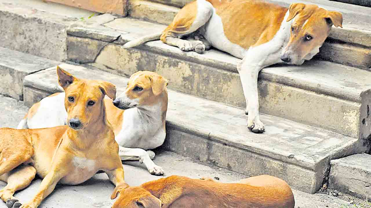 వీధి కుక్కలను షెల్టర్లకు తరలించాలి