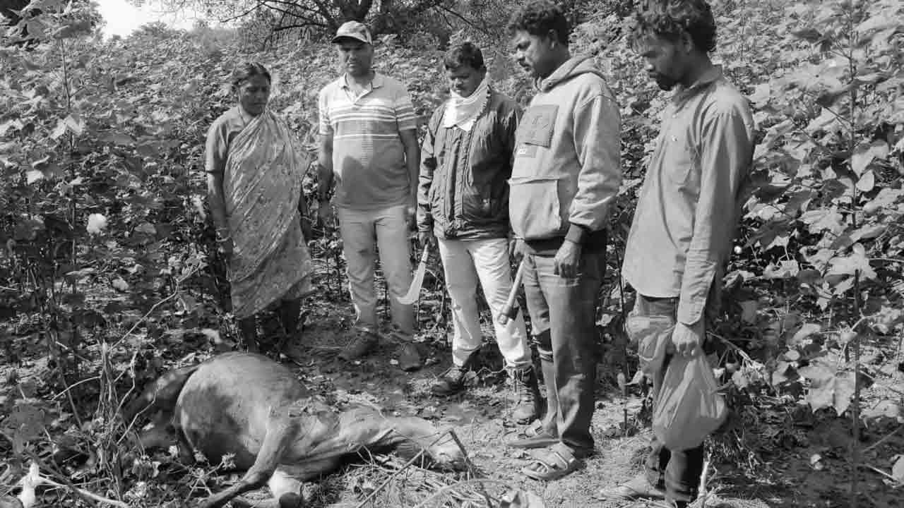 Tiger attack | పెద్దపులి దాడిలో రెండు పశువులు మృతి.. భయాందోళనలో అటవీ శివారు ప్రజలు