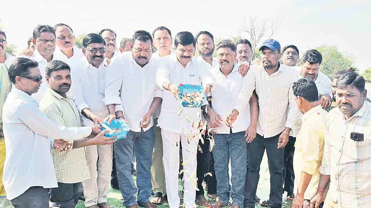 ఎస్సారెస్పీలో చేపపిల్లల విడుదల