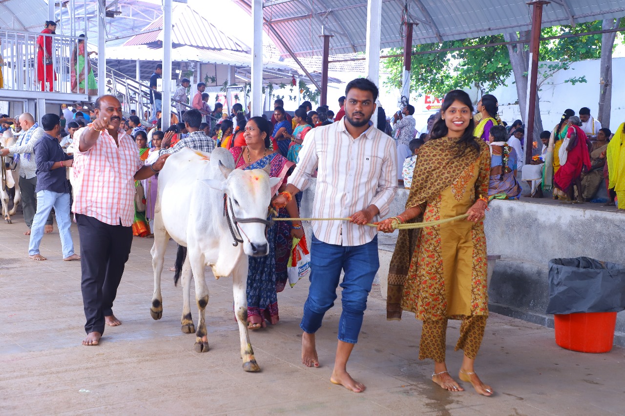 కోడెమొక్కు చెల్లిస్తున్న భక్తులు