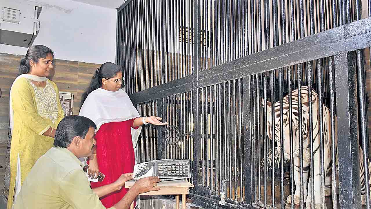 పెరిగిన చలిపులి