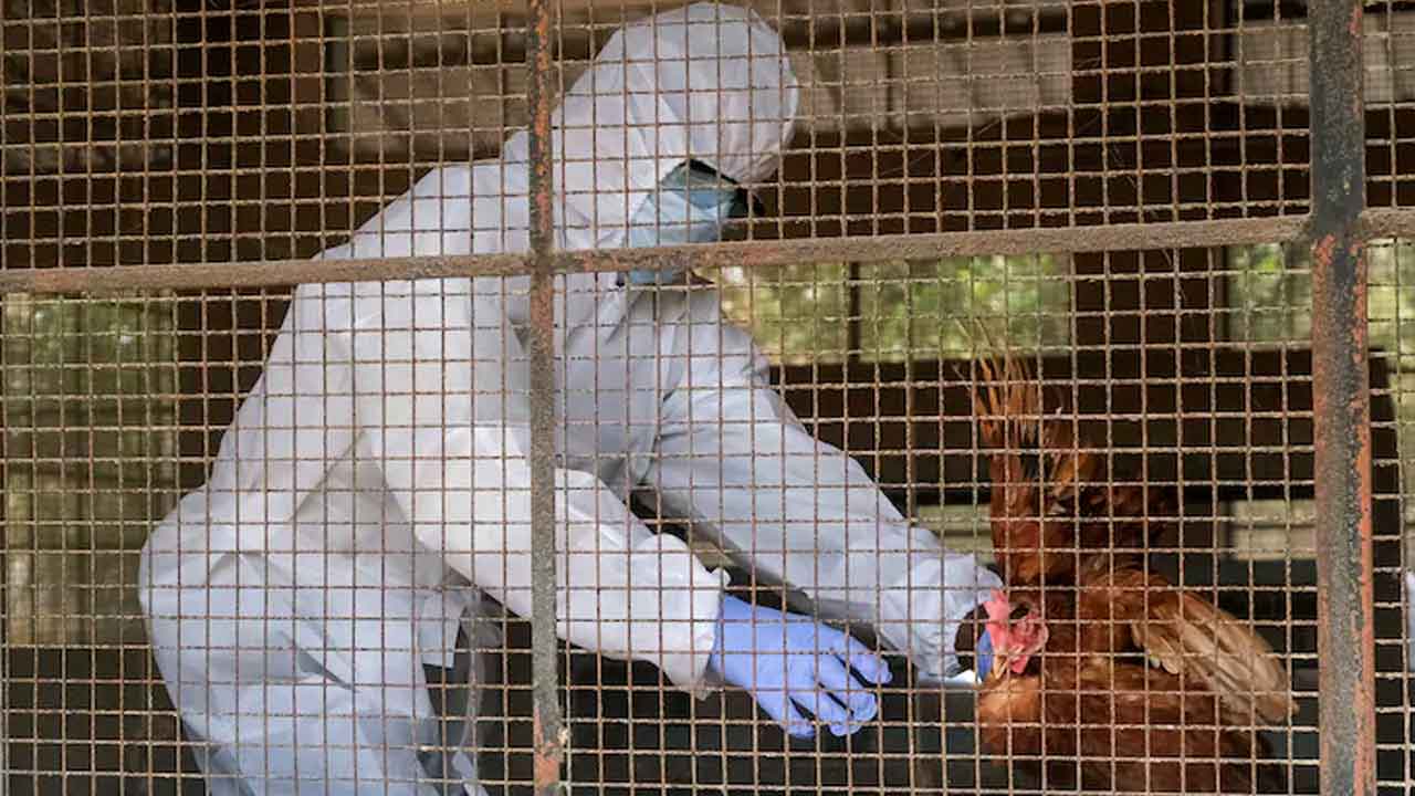 ప్రపంచంలో తొలిసారిగా ఓ వ్యక్తికి హెచ్‌5ఎన్‌5 బర్డ్‌ ఫ్లూ