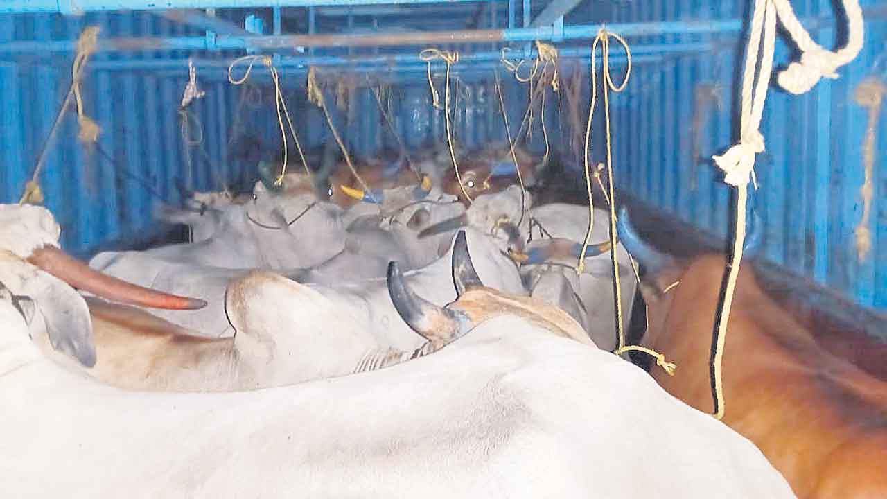 అంతర్రాష్ట్ర పశువుల రవాణా రాకెట్‌ భగ్నం