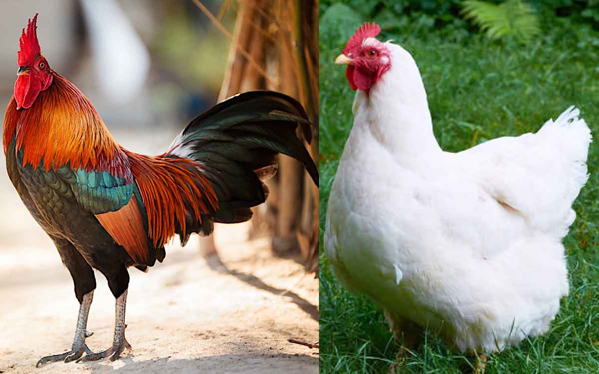 Country Chicken Vs Broiler Chicken | నాటుకోడి వ‌ర్సెస్ బ్రాయిల‌ర్ కోడి.. ఏ మాంసాన్ని తినాలి..? ఎందులో ఎక్కువ పోష‌కాలు ఉంటాయి..?