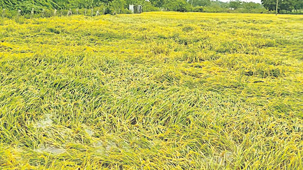 మొంథా నష్టం కొండంత.. చూపేది గోరంత?