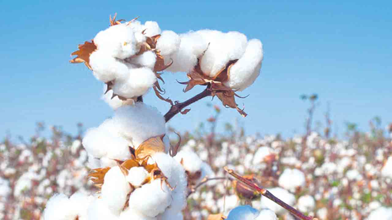 పత్తి రైతుకు కేంద్రం దగా.. మోదీ సర్కారు అనాలోచిత నిర్ణయాలతో అన్నదాతల అరిగోస