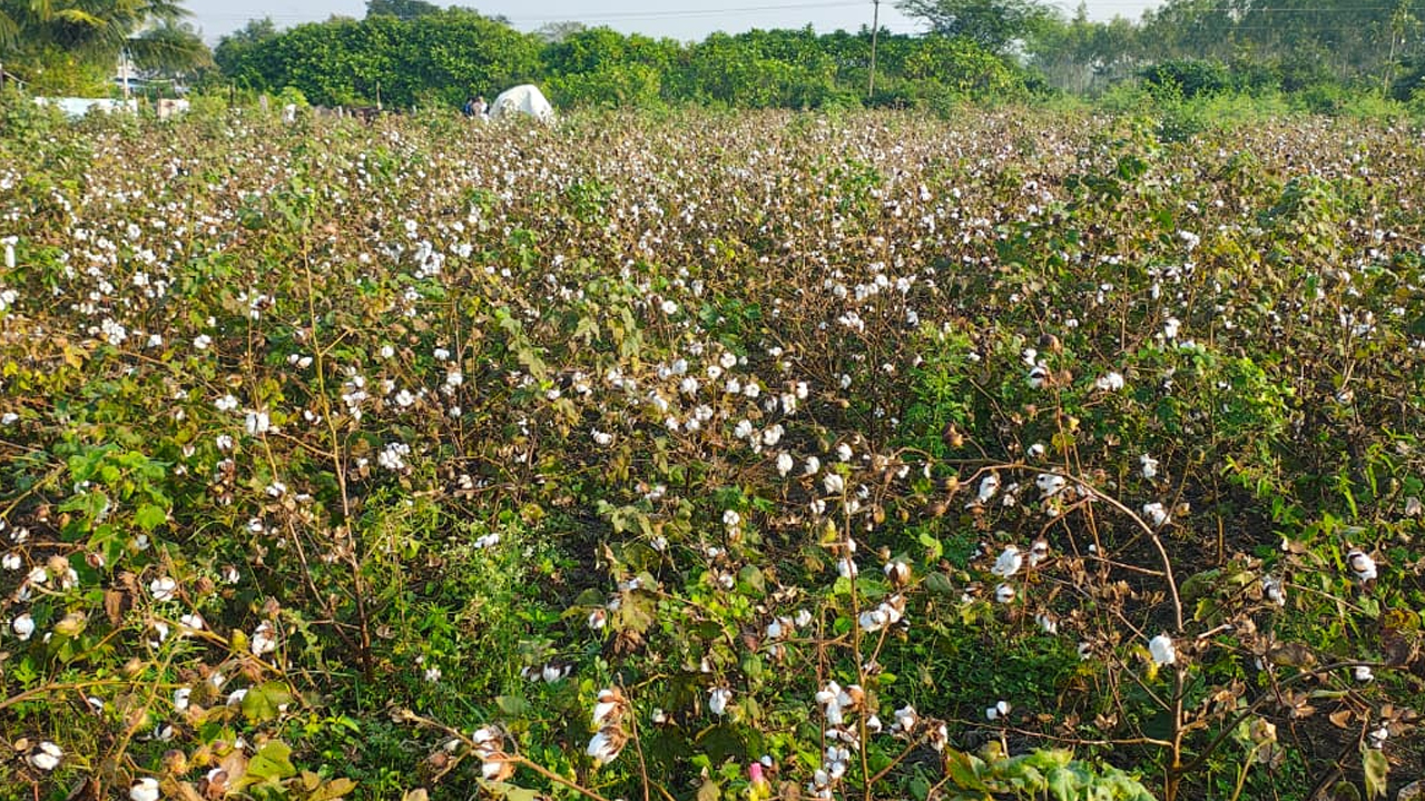 Cotton Crop | తుఫానుతో దెబ్బతిన్న పత్తి పంట.. పత్తాలేని వ్యవసాయ అధికారులు