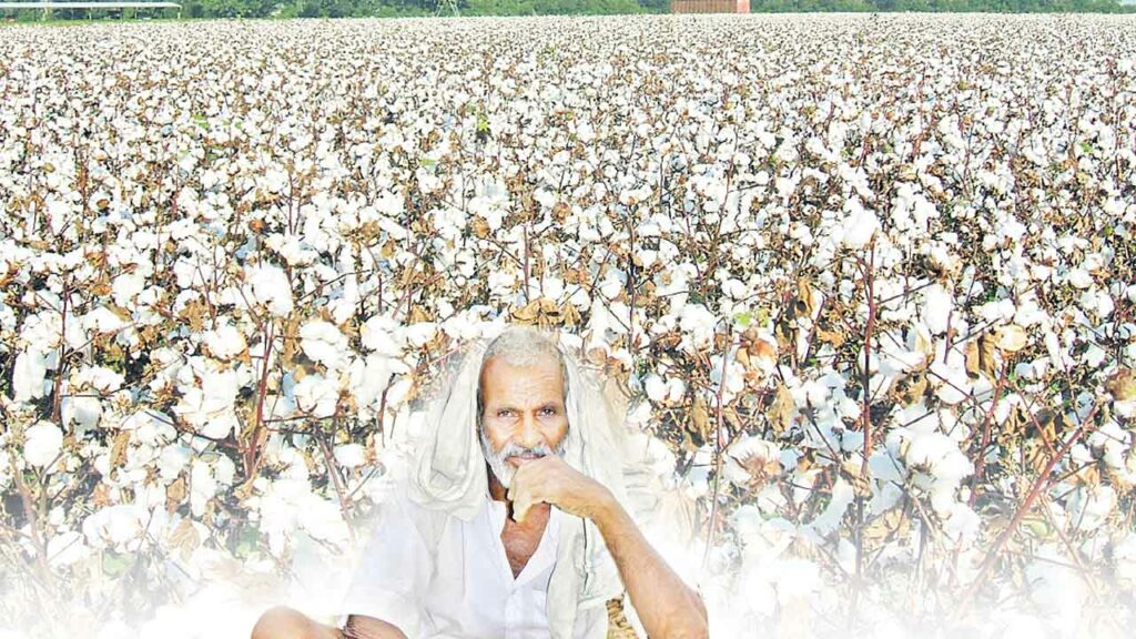 Cotton Farmer